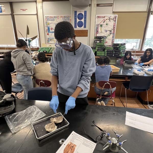 Students Dissecting Sheep's Heart